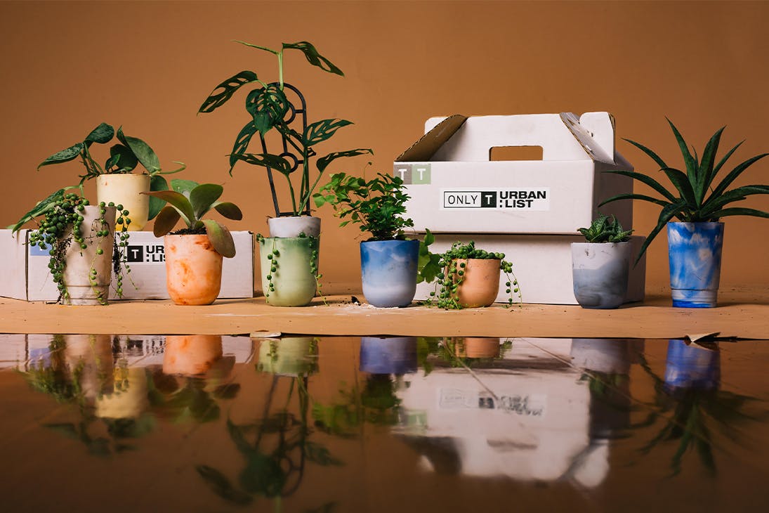 A selection of small pots with plants in them, in front of packing boxes.